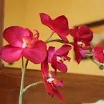 Bed & Breakfast Les Noyers 3*